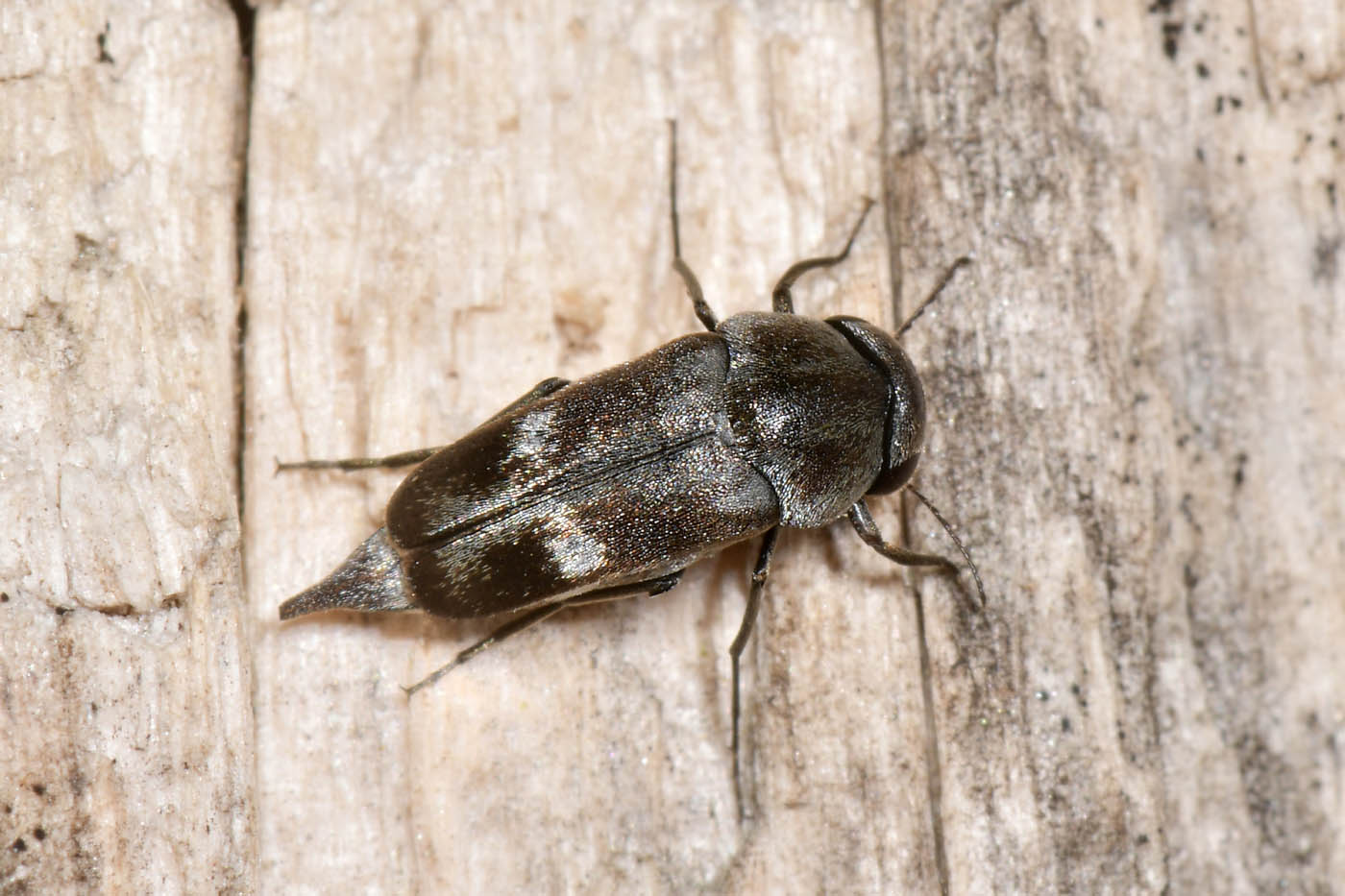 Mordellidae: Tomoxia bucephala